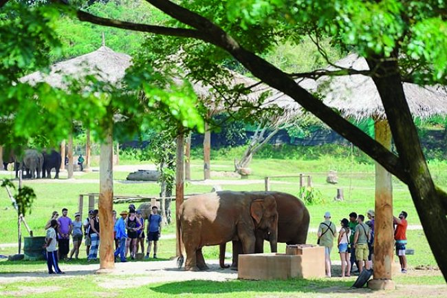 เสียงกระดูกลั่น เมื่อช้างลากซุง