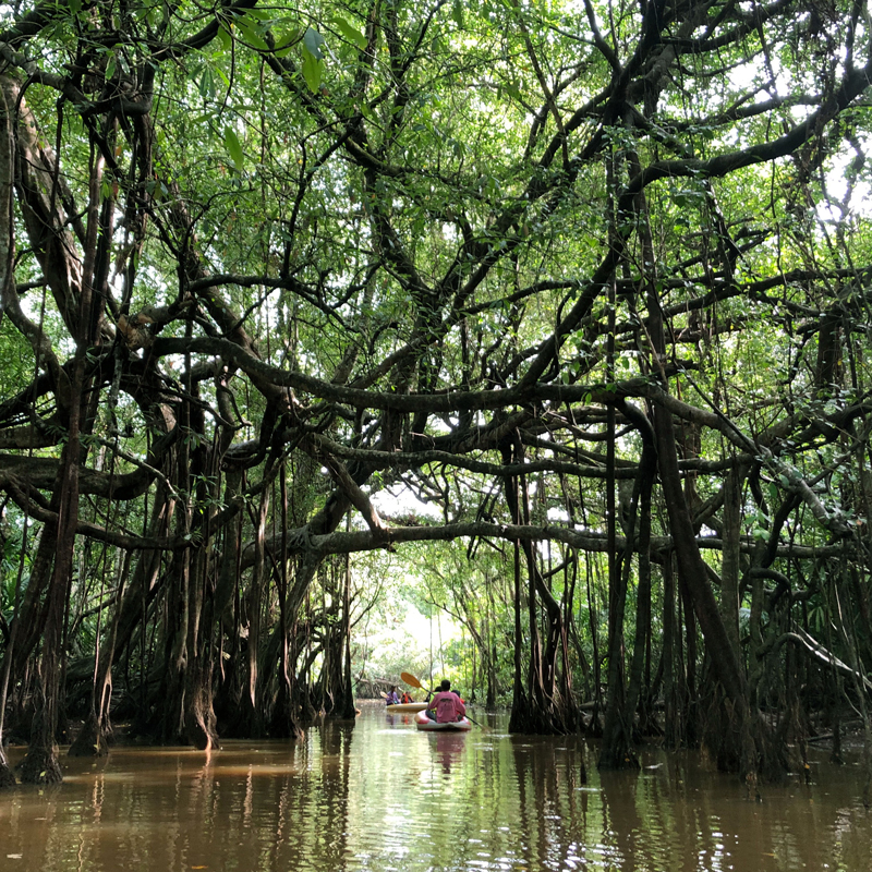 คืนสมดุลระบบนิเวศป่าชายเลน เพื่อชุมชน เศรษฐกิจ และ สิ่งแวดล้อม