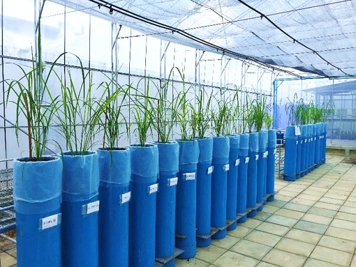 Root Lab iNews