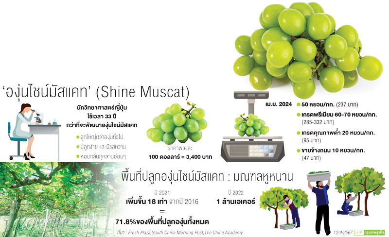 ‘องุ่นไชน์มัสแคท’จาก‘จีน’ล้นตลาด ส่งขายราคาถูก แต่คุณภาพต่ำ รสชาติไม่ดี