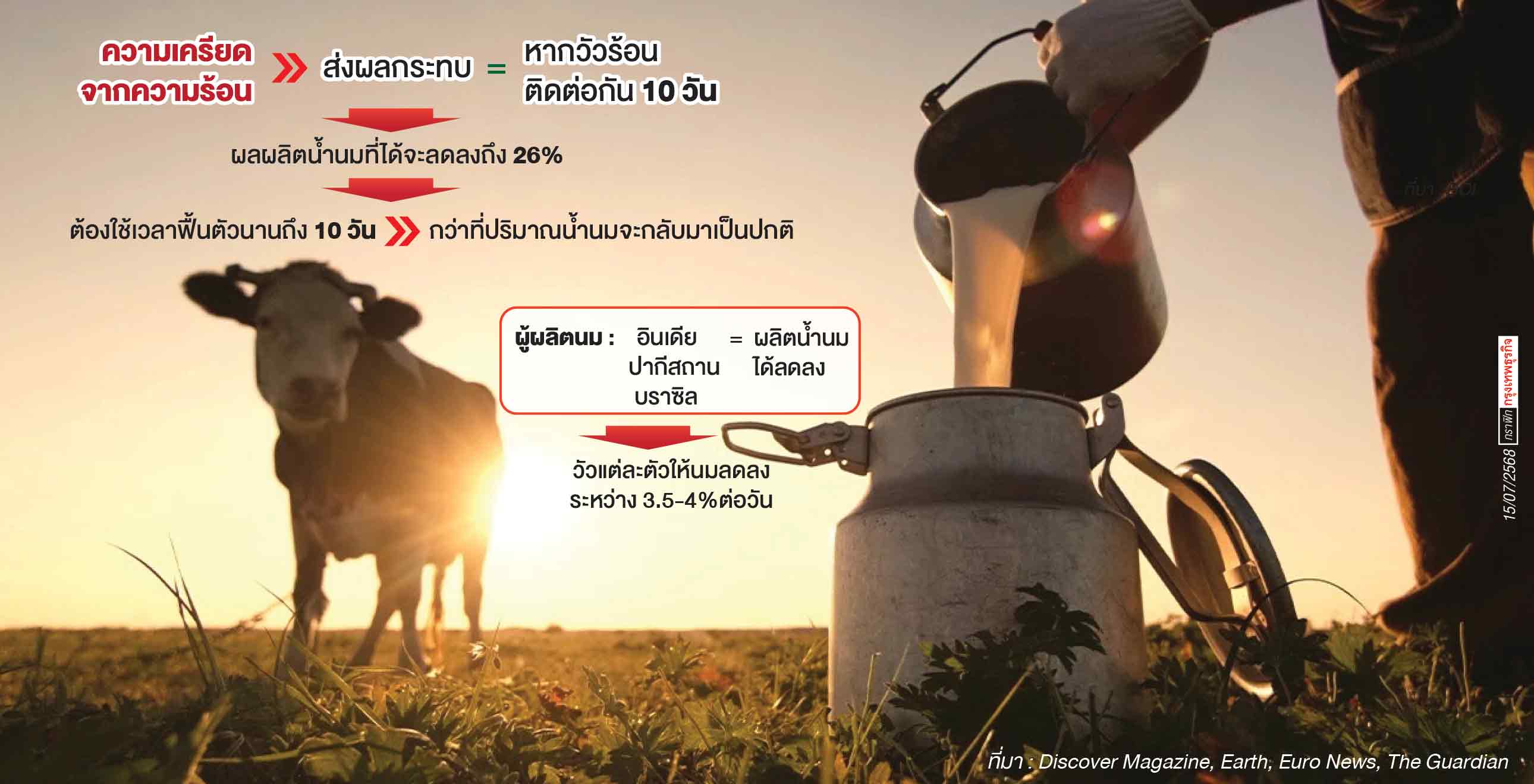 วัว’ ผลิต ‘นม’ ลดน้อยลง ผลกระทบจาก ‘ความเครียด-อากาศร้อน’