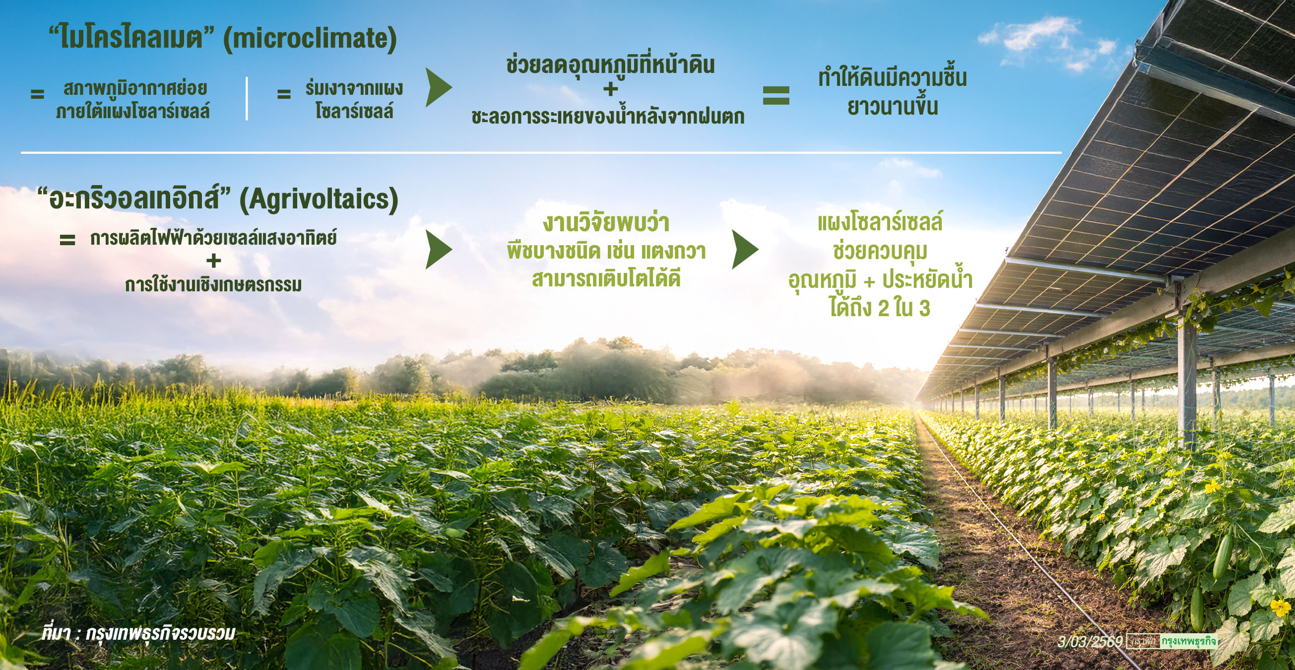 ‘พืชใกล้สูญพันธุ์’ มีจำนวนเพิ่มขึ้น หลังปลูกใกล้ ‘แผงโซลาร์เซลล์’