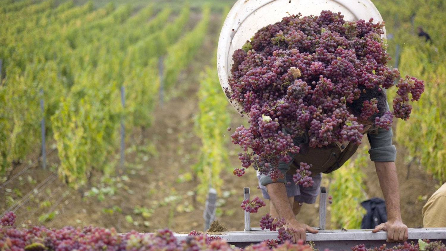 ‘โบโฌเลส์ นูโว’  สีสันที่กำลังจะหายไปจากเมืองไทย