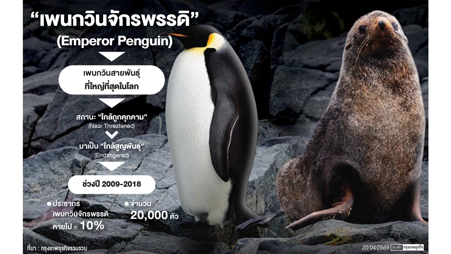 ‘เพนกวินจักรพรรดิ-แมวน้ำขนแอนตาร์กติก’ สัตว์ใกล้สูญพันธุ์ใหม่ หลังน้ำแข็งละลาย-อาหารลดลง
