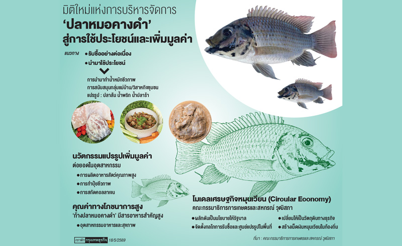 กลยุทธ์เปลี่ยน"ปลาหมอคางดำ"จากปัญหาสู่รายได้      ดันแปรรูป-รับซื้อ เติมมูลค่าเศรษฐกิจชุมชน