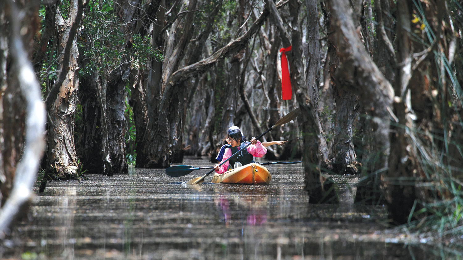 พายเรือเข้าป่าแห่งจินตนาการ  ‘เสม็ดโบราณพันปี’