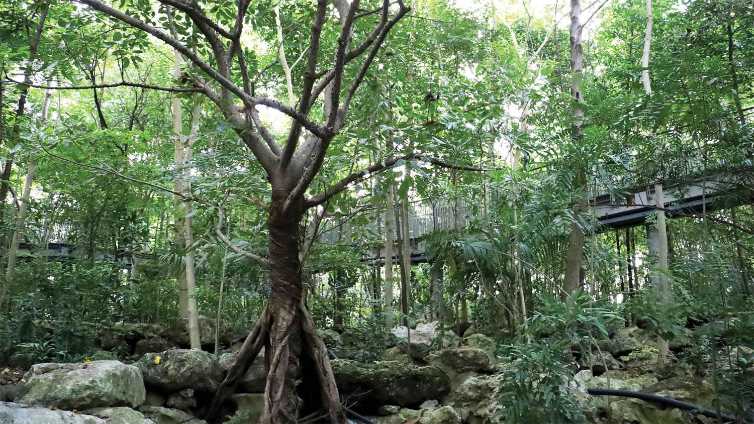 ชวนไป ‘อาบป่าในเมือง’